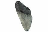 Partial Fossil Megalodon Tooth - South Carolina #277437-1